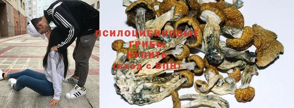 стаф Новодвинск